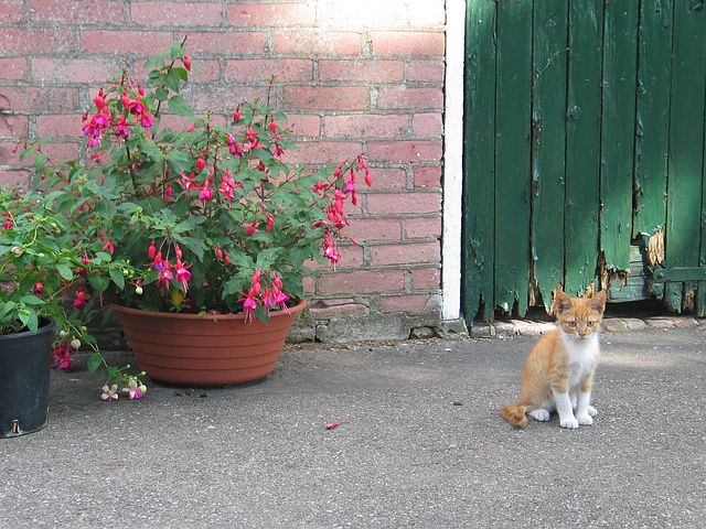 fucsia