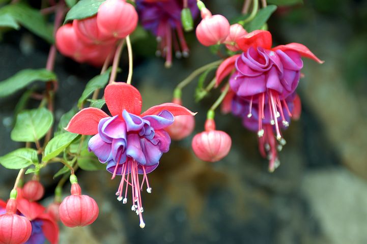 fucsia