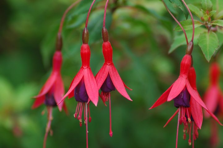 fucsia