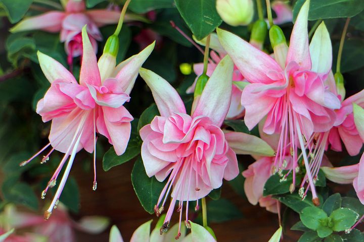 fucsia