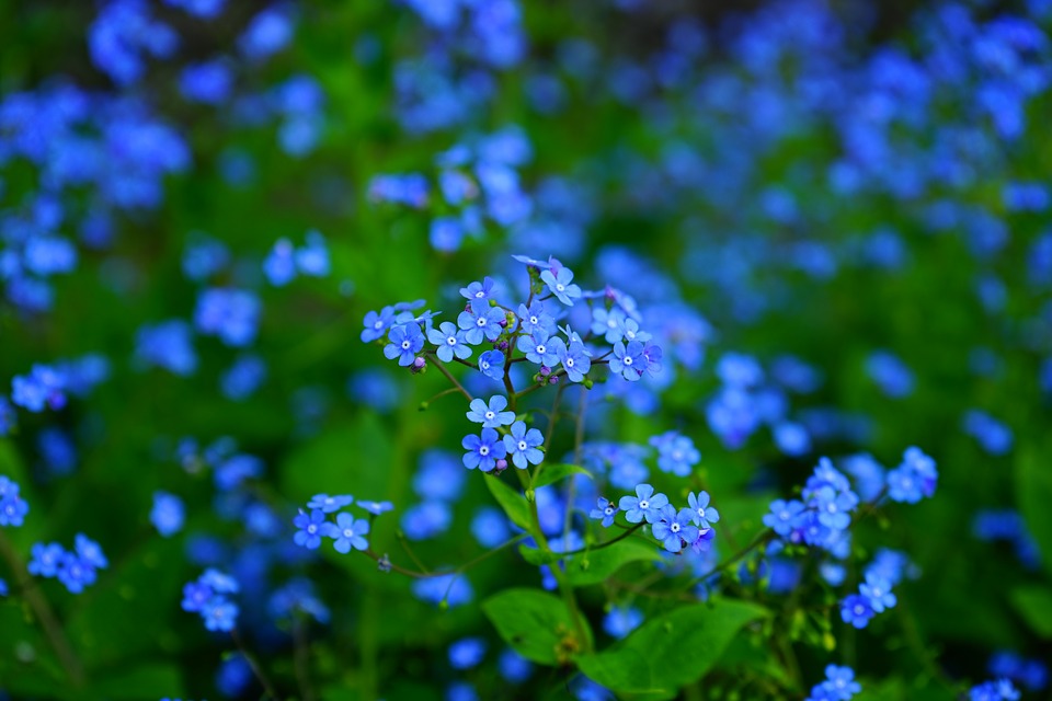 forget-me-not-1365857_960_720