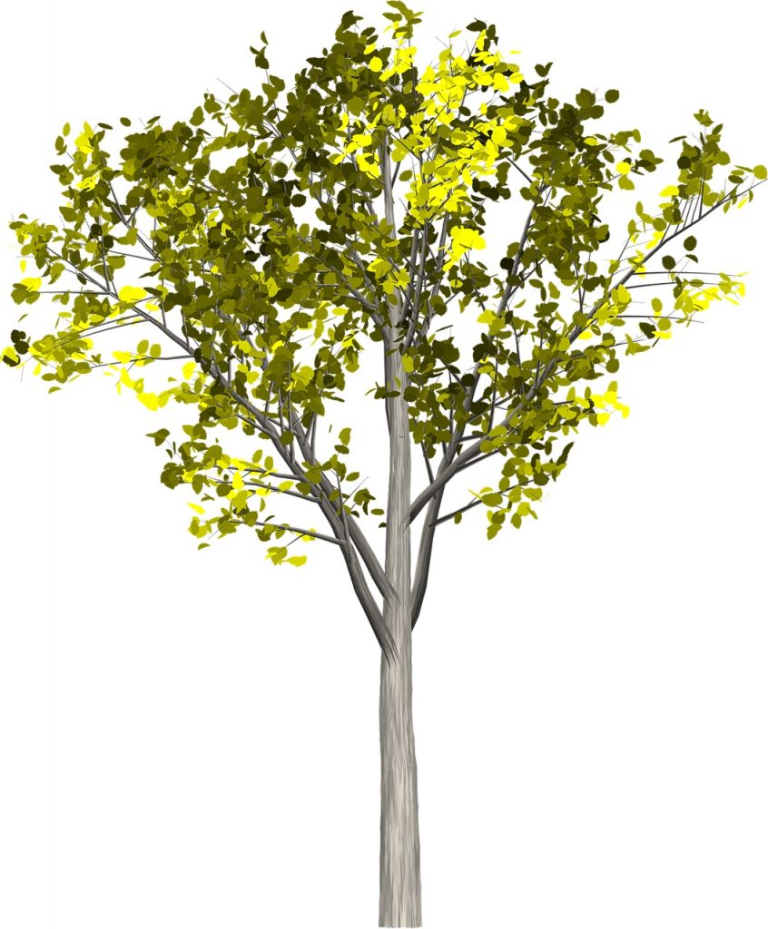 tree-1638413_1280