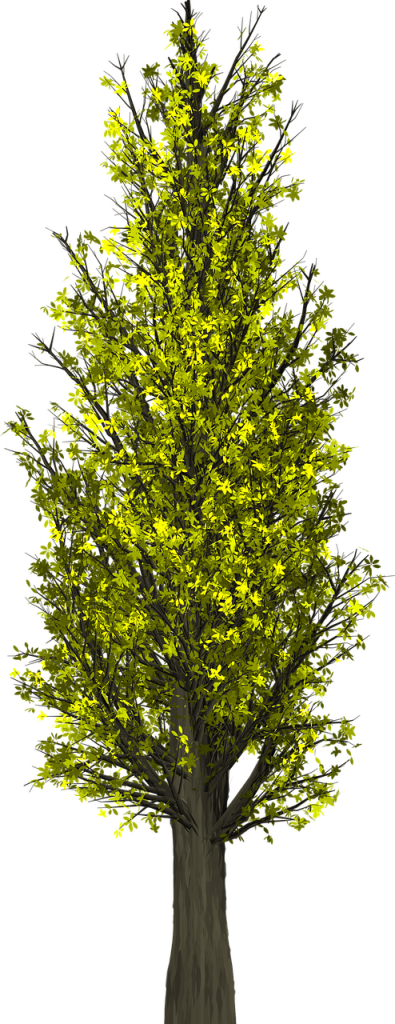 tree-1658808_1280