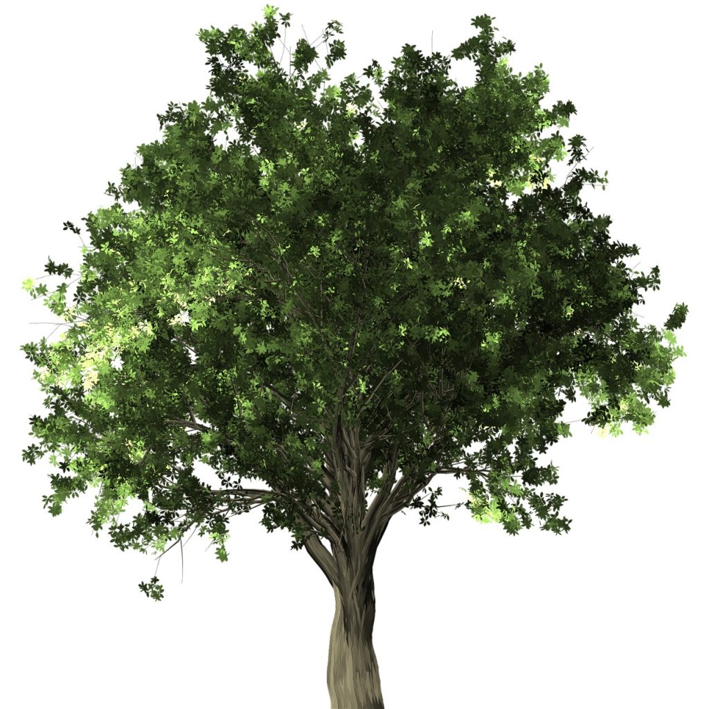zelkova-serrata-1613784_1280