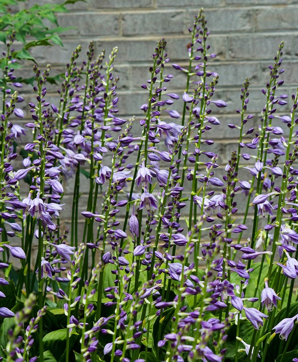 hostas-143303_960_720