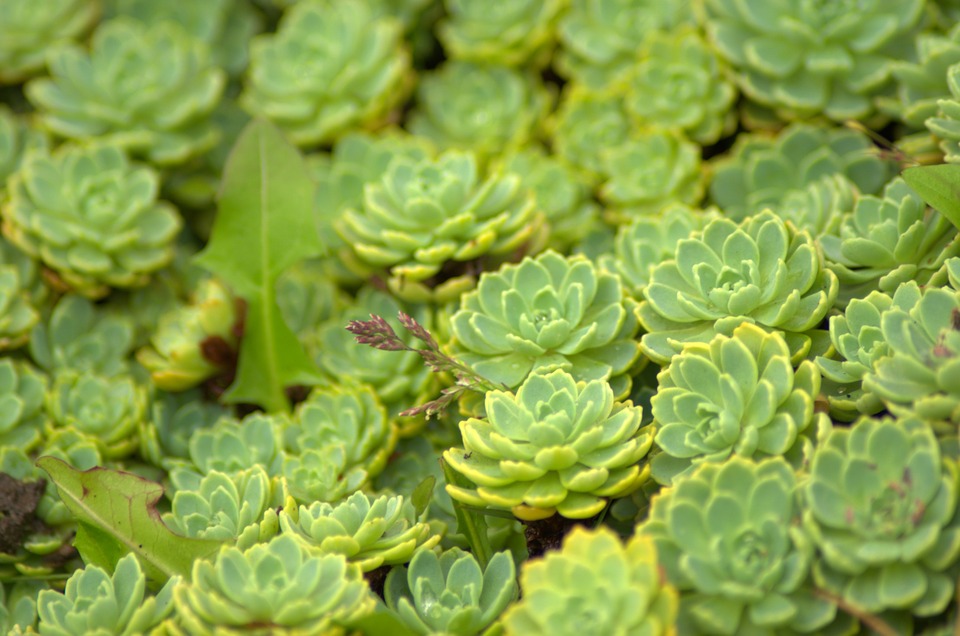 sedum-948646_960_720