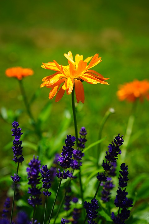 plante aromatice de vara