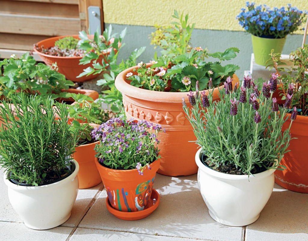 Îngrășăminte pentru plantele de interior