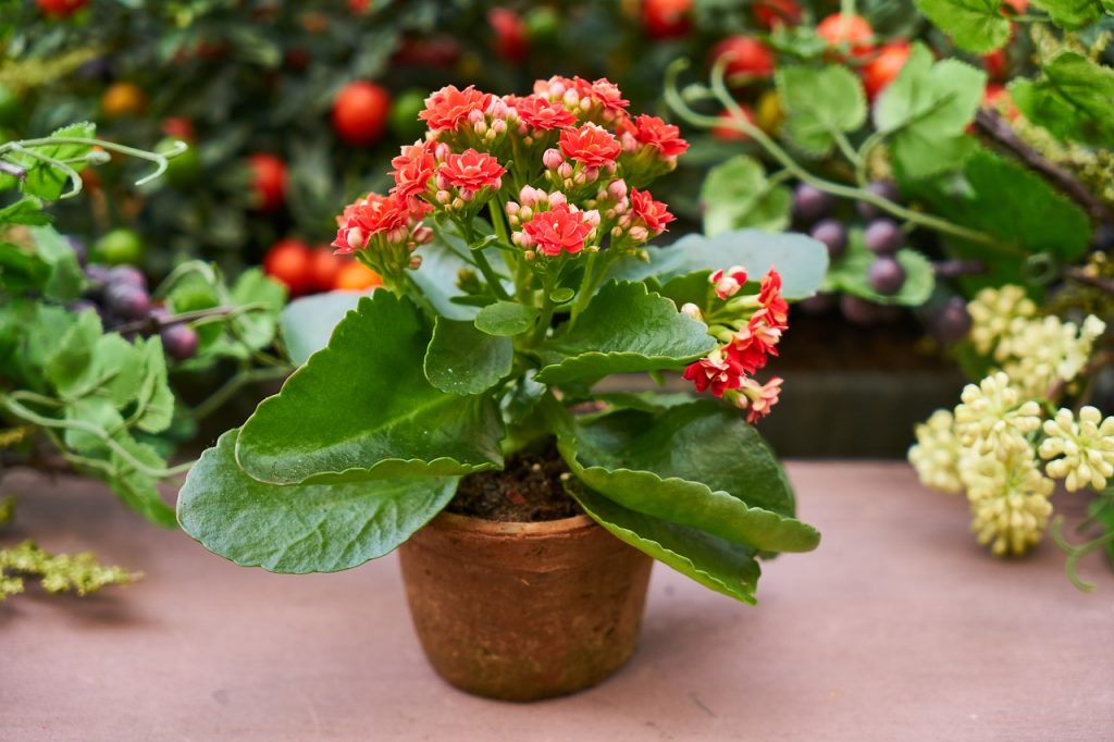 Îngrășăminte pentru plantele de interior
