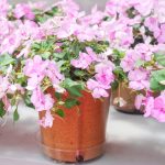 Cum se îngrijește sporul casei