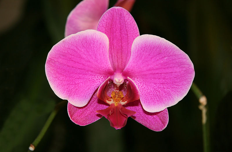 plante rezistente