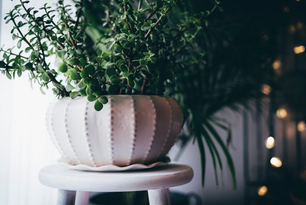 plante pentru interior