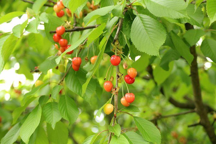 Plantarea pomilor fructiferi, sezonul de toamnă. 10 sfaturi utile