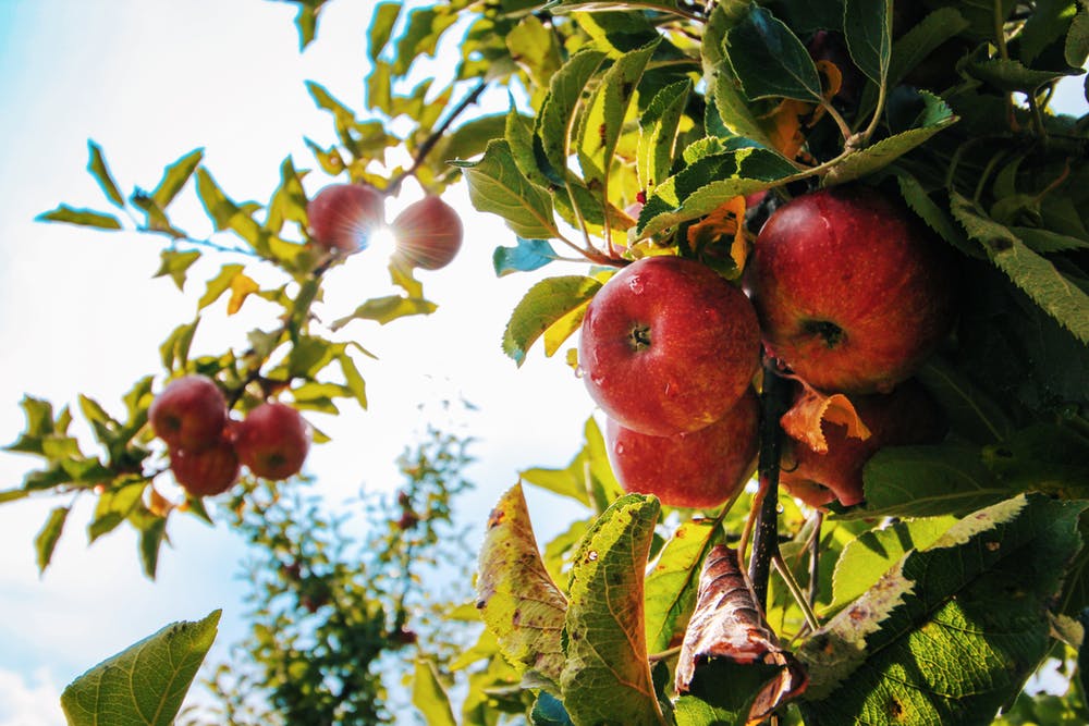 Plantarea pomilor fructiferi, sezonul de toamnă. 10 sfaturi utile