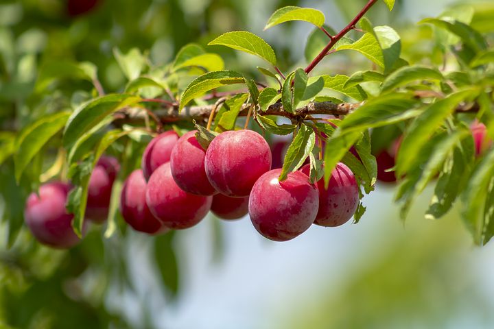 Plantarea pomilor fructiferi, sezonul de toamnă. 10 sfaturi utile