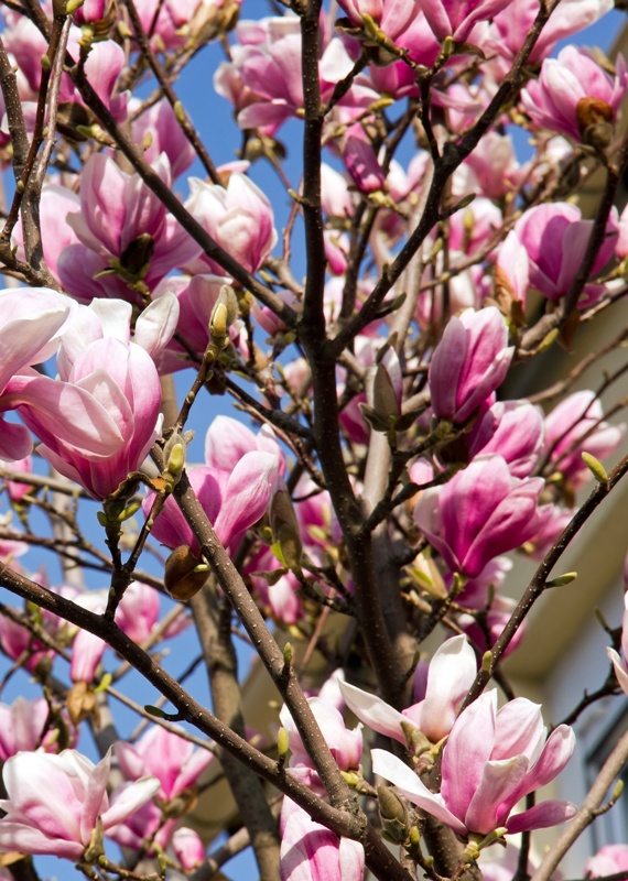 Magnolia (1)