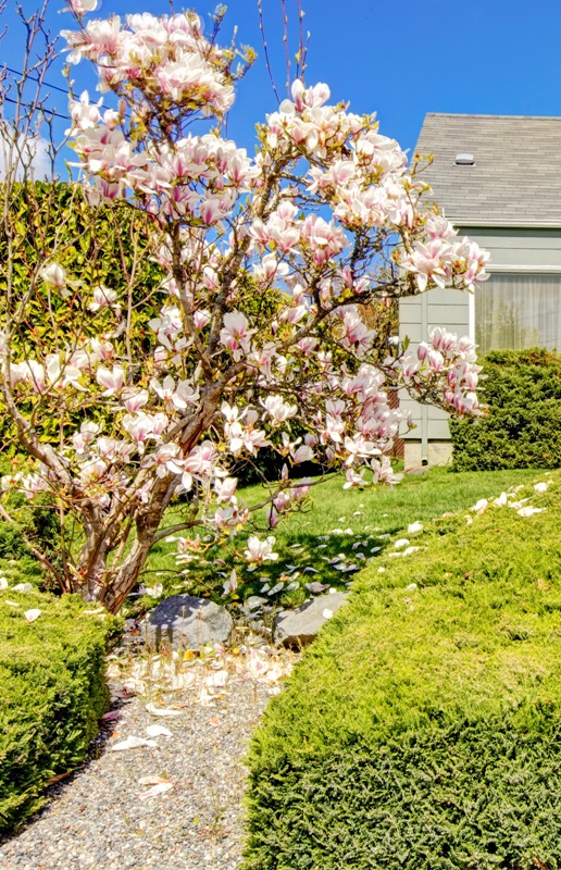 magnolia