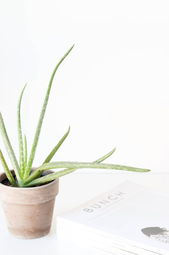 Aloe Vera pentru ghiveci
