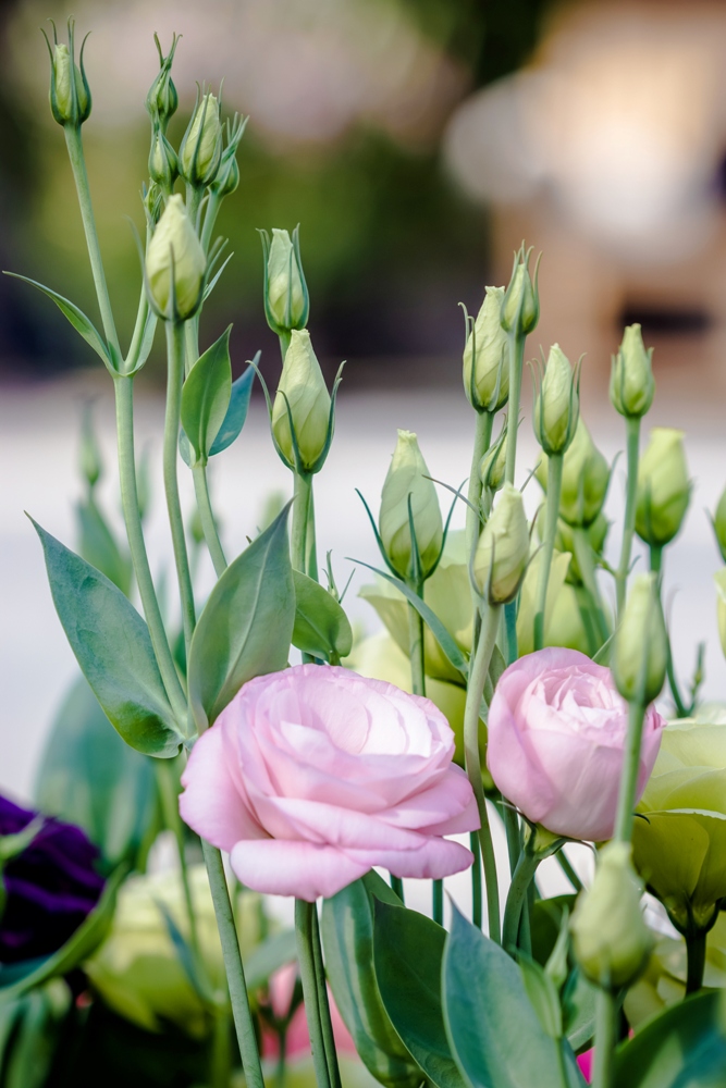 Lisianthus