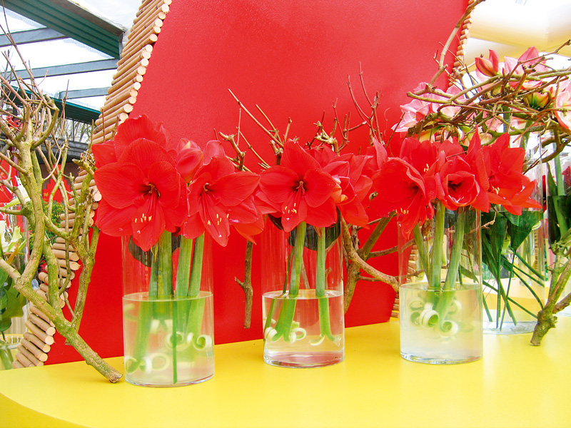 Hippeastrum in vaze transparente