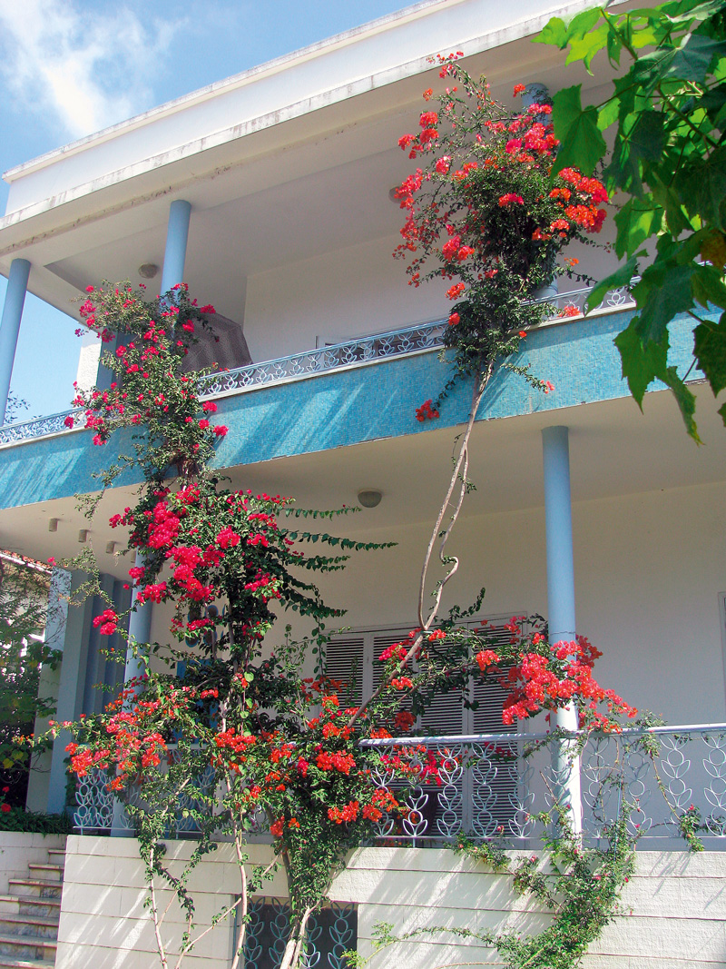 bougainvillea pe fatada unei case