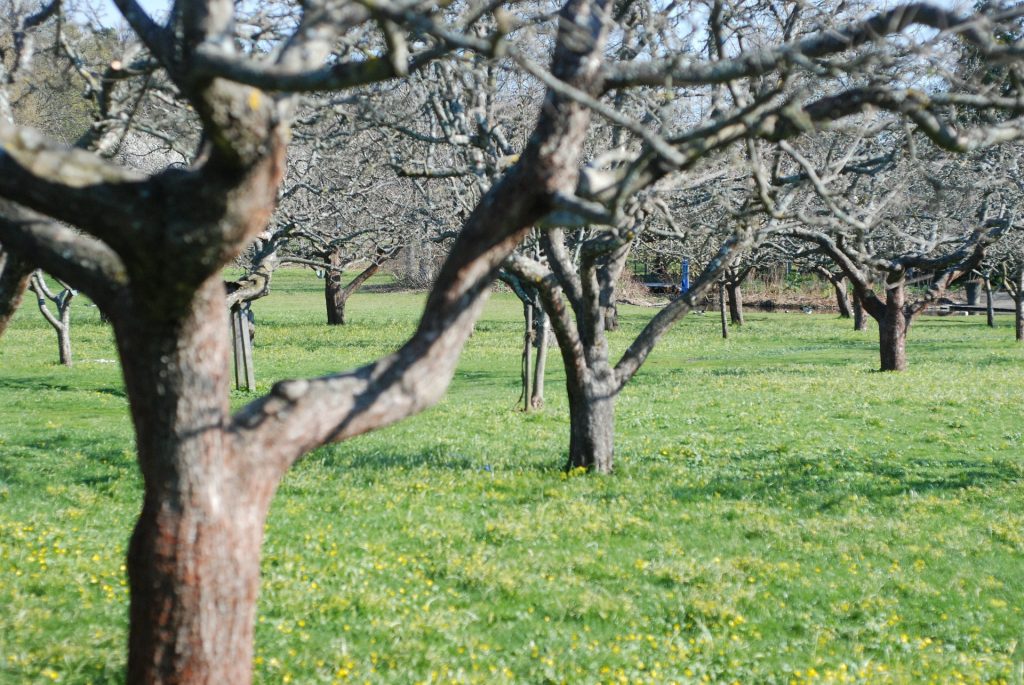 Tăierile pomilor fructiferi primăvara. Sfatui esențiale