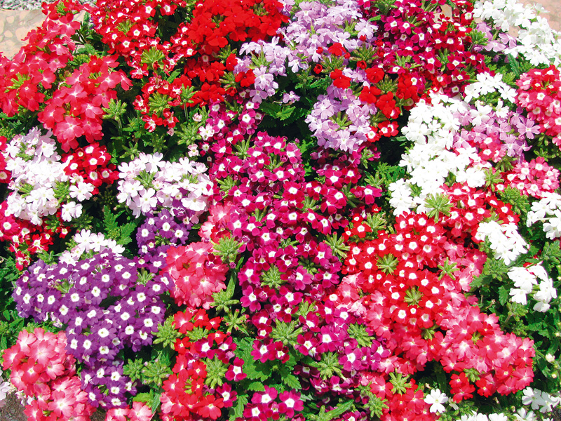 verbine colorate