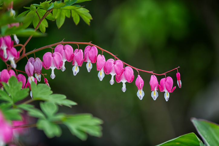 dicentra spectabilis flori umbra