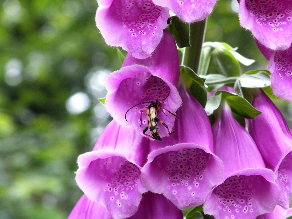 common-foxglove-285371_960_720