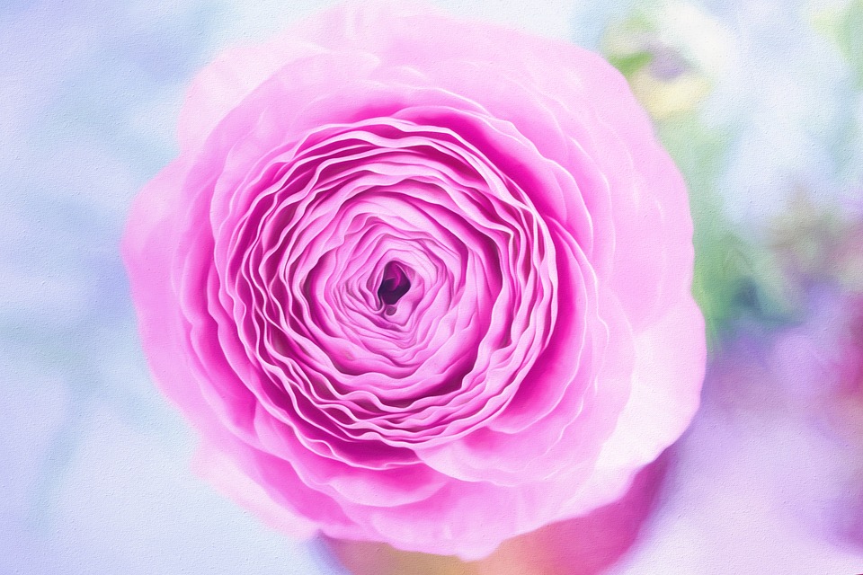 flower-1312040_960_720