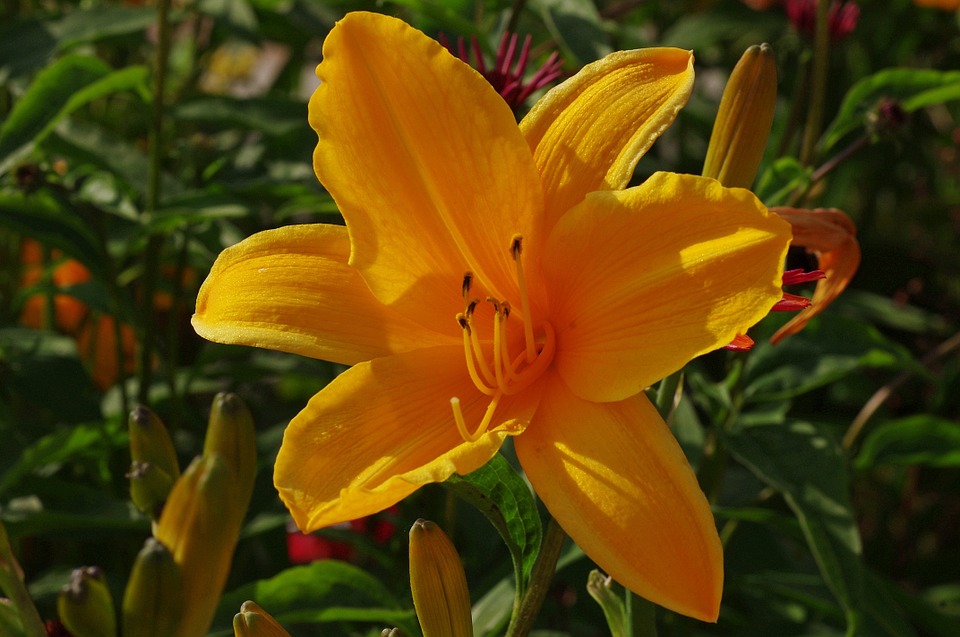 flower-165997_960_720