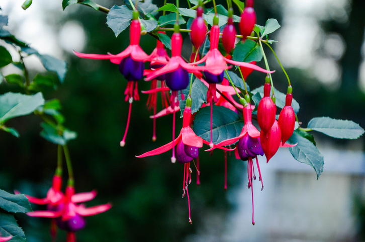 fuchsia flori umbra