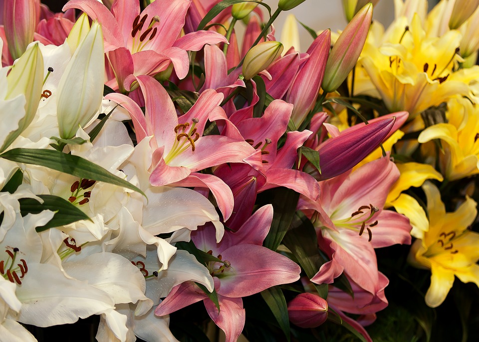 lilies-1201404_960_720