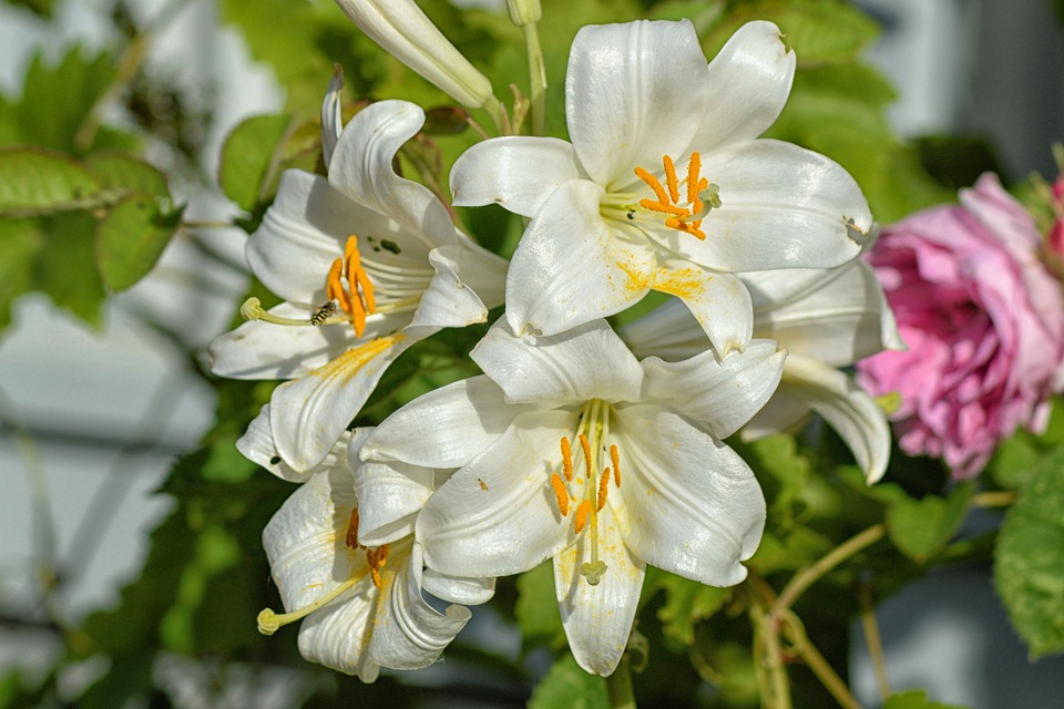 lilies-1479094_960_720