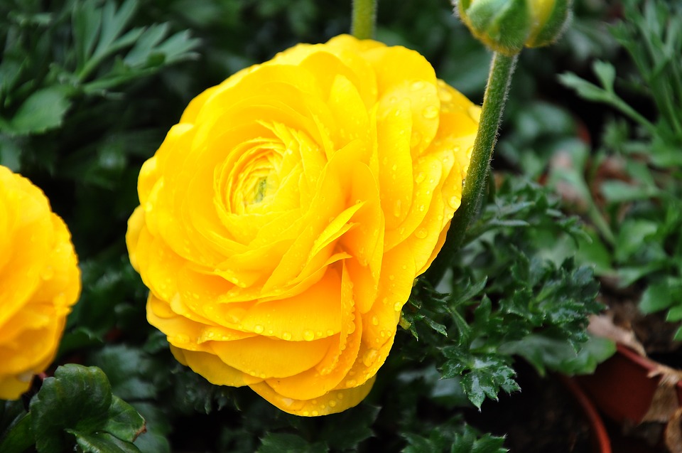 ranunculus-1256085_960_720