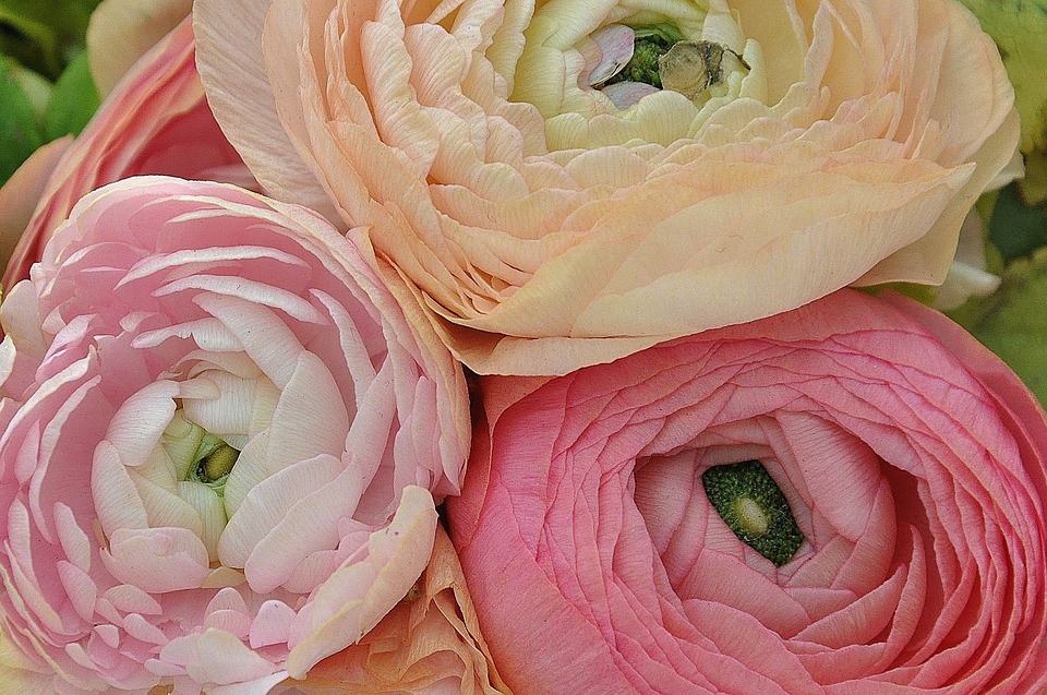 ranunculus-asiaticus-252768_960_720