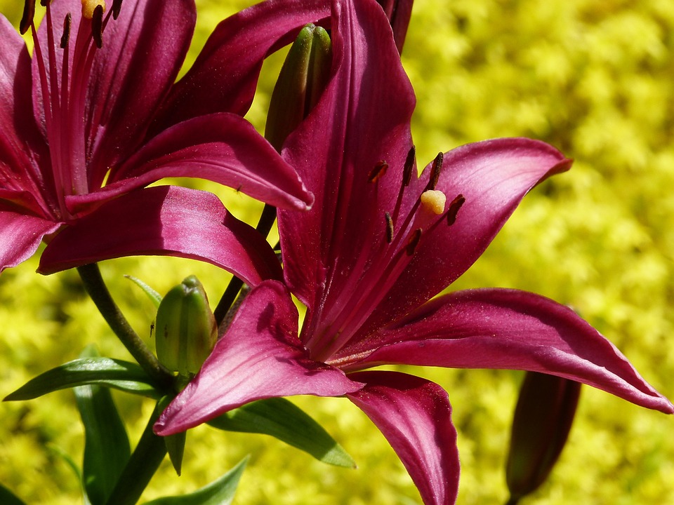tiger-lily-333296_960_720