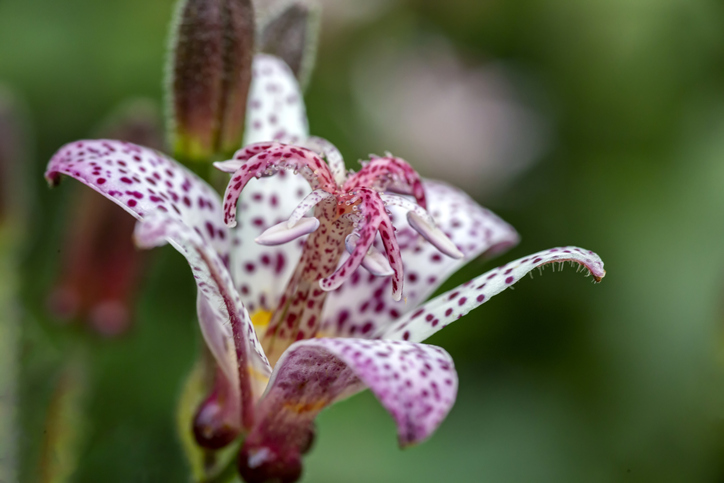 tricyrtis