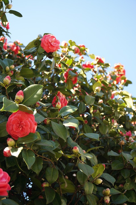 Camellia Japonica (1)