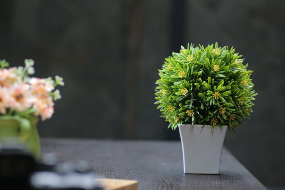 Plantele de interior absorb chimicalele din aerul din casa