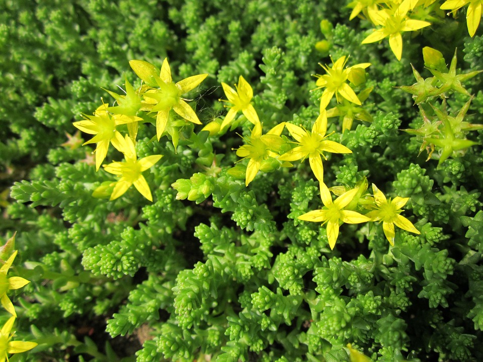 sedum-acre-848684_960_720