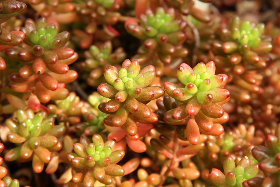 sedum
