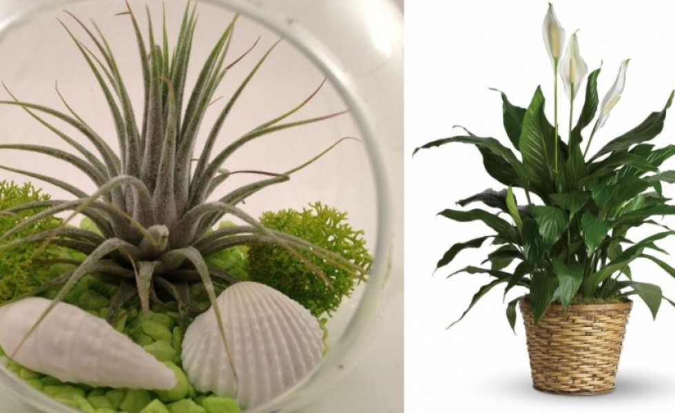 plante-care-absorb-umiditatea-din-camera-indoor-plants-that-absorb-humidity-1-980x600