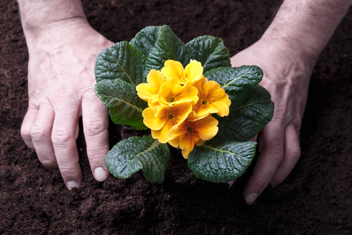 primula