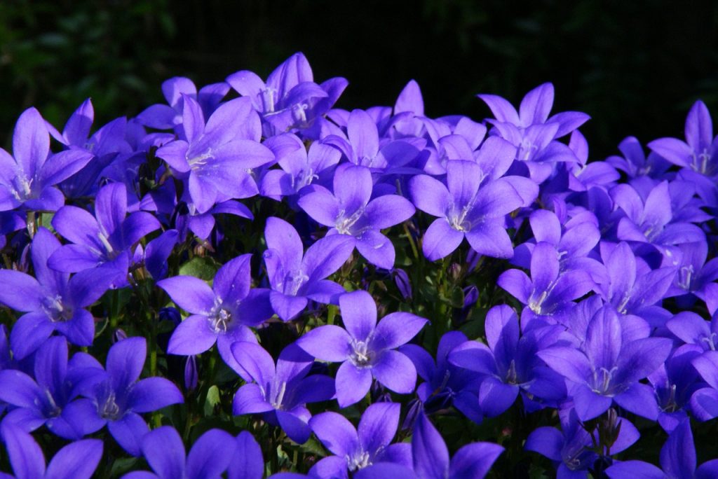 campanula de gradina