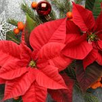 Cum se îngrijește Poinsettia - Steaua Crăciunului