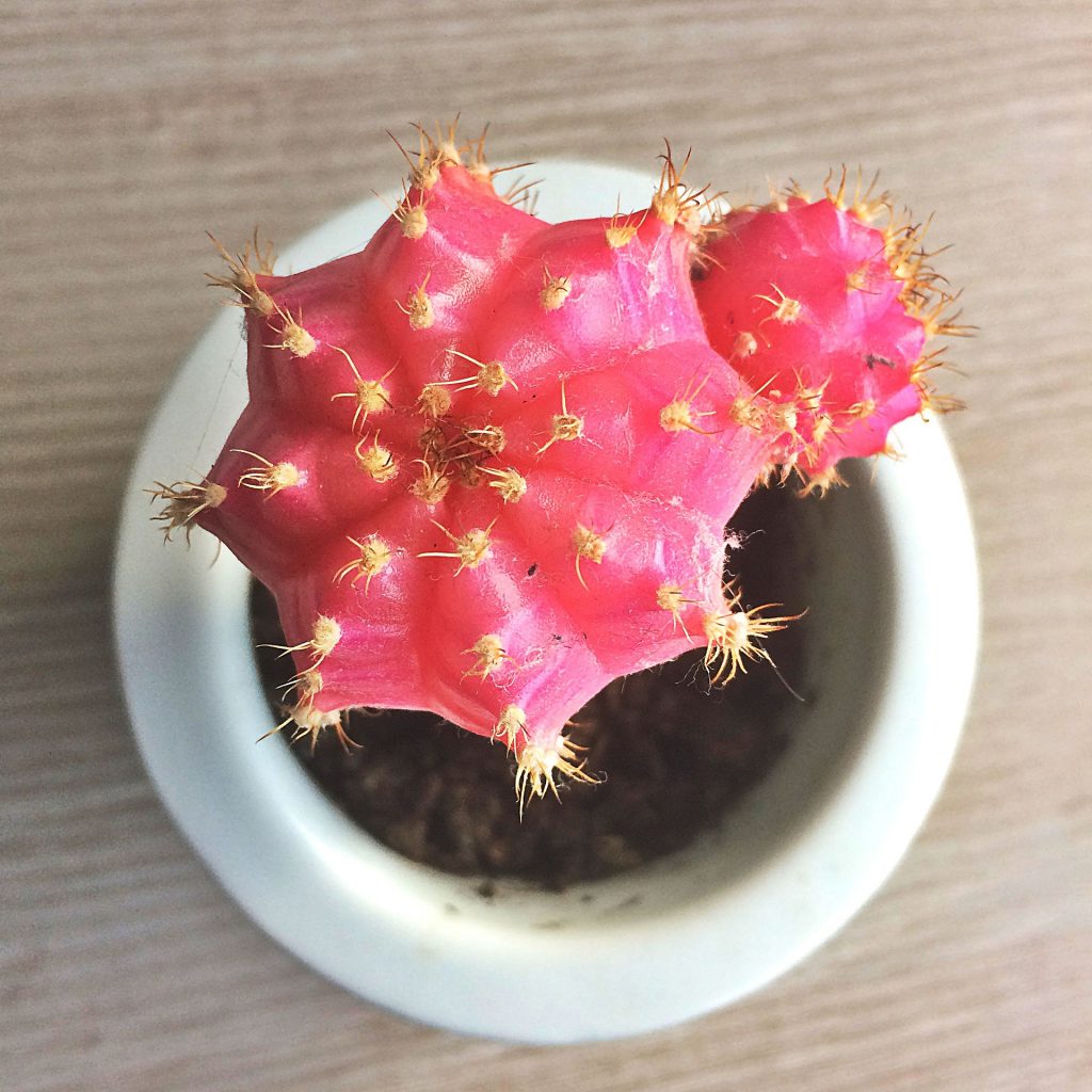 secretul cactușilor