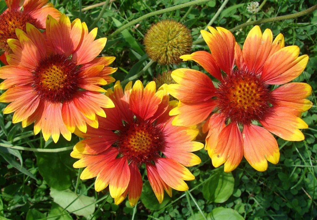 Gaillardia aristata