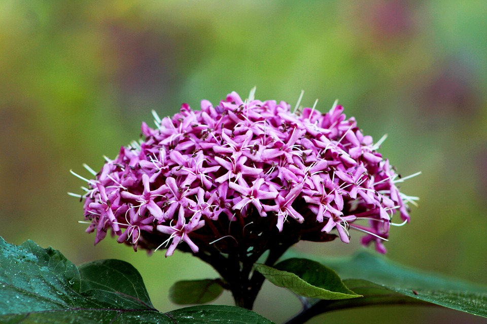 clerodendron roz