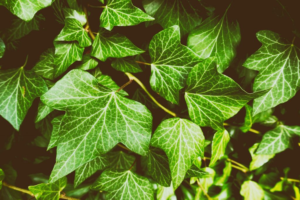 plante ornamentale
